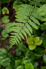 Green fern leaf in focus with blurred green foliage in the background