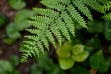 Focused green fern leaf with blurred foliage in the background