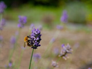 Fototapeta premium Wildbee pollinating a lavender flower