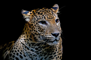 close-up photo of an African leopard