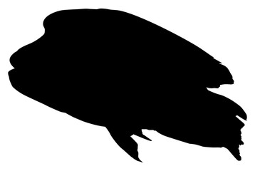 Silhouette of the The Humphead wrasse (Cheilinus undulatus), also known as the Māori wrasse, Napoleon wrasse, Napoleon fish. Flat Style, can use for Logo Gram, Animal Illustration, Pictogram, ect