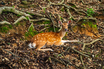Nara Park with pond and deers, in Nara, Japan