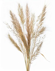 Detailed View of Dry Grass and Seeds: Isolated on White for Clean Presentation"