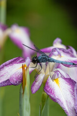 アヤメとトンボ