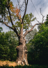 Maxim Zalizniak Oak, ancient tree in Ukraine