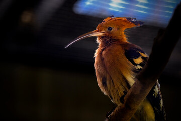 Common hoopoe © Riadi
