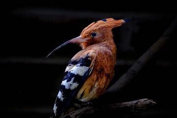 Common hoopoe © Riadi