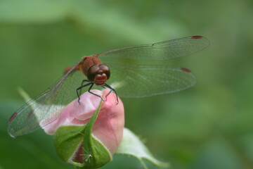 Insect dragonfly on a pink rosebud