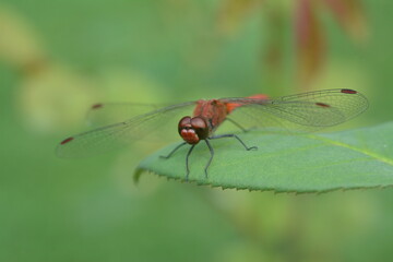 A dragonfly with large wings sits on a green leaf