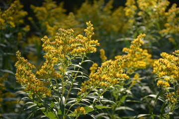 Bushes of yellow flowers of solidago canadensis, in the wild