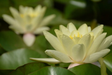 Fototapeta premium Beautiful white lotus flowers bloomed in the sun in a pond