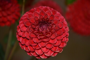 Red dahlia with tubular petals in the garden on an autumn evening