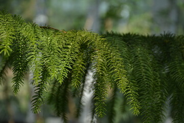 Coniferous green ornamental plant closeup on blurred background
