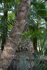 Large old palm trees in the city