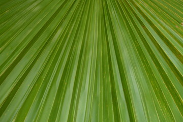 Fototapeta premium Large green palm leaf close-up. Background