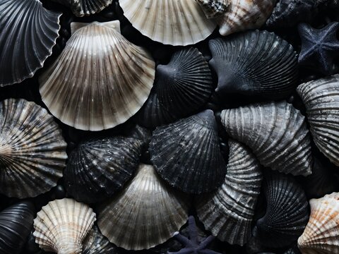 Many black shells texture	