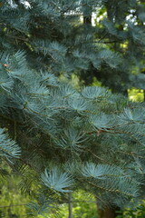 Beautiful coniferous tree in the forest