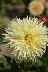 Varietal pale yellow dahlia close-up in the garden