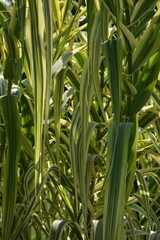 Obraz premium Tall shoots of sugar cane on the field