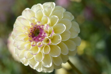 Beautiful cream with purple center tube variety dahlia close-up