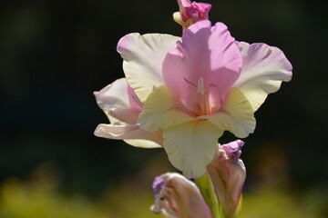 Beautiful pink white gladiolus in the garden in the evening sun on a blurred background