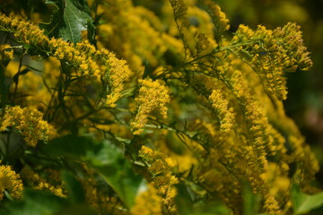 Fototapeta premium Bushes with yellow flowers of solidago canadensis bloom in the forest