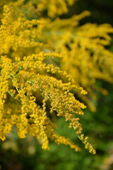 Branch of yellow flowers solidago canadensis close up