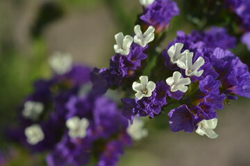 Obraz premium Purple and white limonium flowers in a flowerbed. Top view.