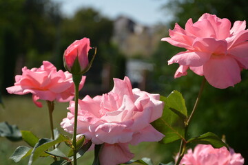 Bush of soft pink roses in the garden in spring