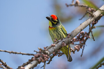 Coppersmith Barbet