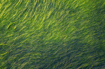 Close-up of green algae, blurred image of green algae carpet floor on rock, green texture and...