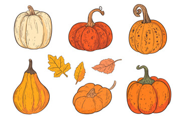 Set of simple autumn pumpkin. Hand drawn pumpkin squash in warm natural fall colors isolated on white. Vector illustration - autumn themes, Halloween