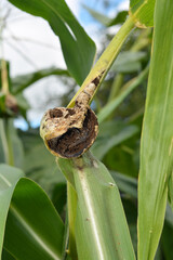 Common corn smut is a fungal disease that affects field, pop, and sweet corn, as well as the corn...