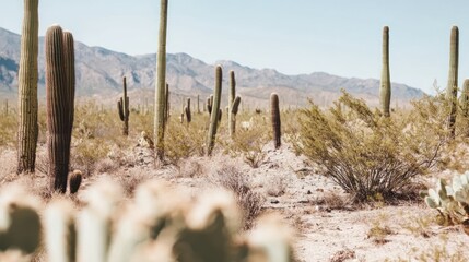 Saguaro Cactus in the Desert