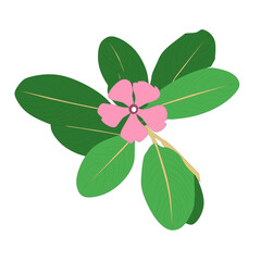 Vector of a tapak dara flower and some colorful leaves