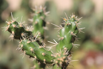 Cylindropuntia imbricata Krätschmer kaktus