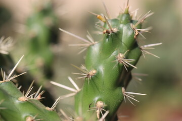 Cylindropuntia imbricata Krätschmer kaktus