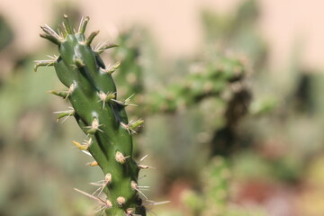 Cylindropuntia imbricata Krätschmer kaktus © Perovskia