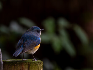 遊歩道の暗い木陰で周りを見渡しているルリビタキの雄