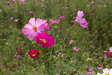 コスモスと芋虫
