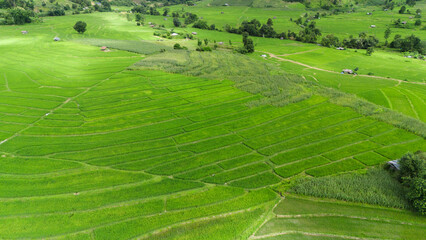 Aerial top view of paddy rice farmlands at morning scene. Beautiful rice fields,Nature landscape background.