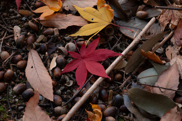 落葉