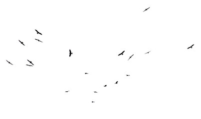 A flock of birds in flight isolated on a white background