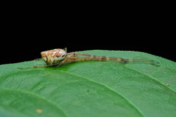 Long leg spider on the leaf