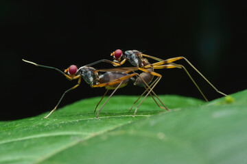 Stilt leg fly mating on the leaf