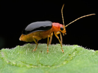 Leaf beetle on the hairy leaf