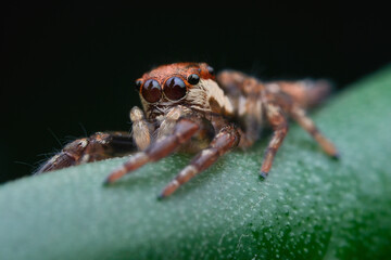 Cute jumping spider on the branch plant