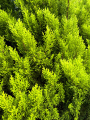 Green Coniferous tree as background