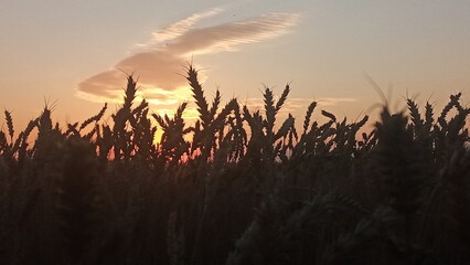 Golden wheat field at sunset with a beautiful sky and clouds in the background