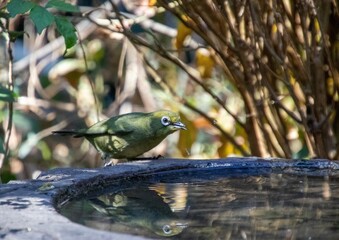 Cape white-eye reflected in a pond in a garden in South Africa